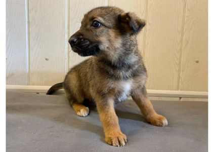 ❗Терміново, малятам зовсім нікуди йти, цей пост – останній шанс на прилаштування!