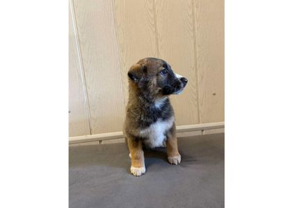 ❗Терміново, малятам зовсім нікуди йти, цей пост – останній шанс на прилаштування!