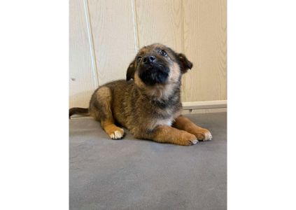 ❗Терміново, малятам зовсім нікуди йти, цей пост – останній шанс на прилаштування!