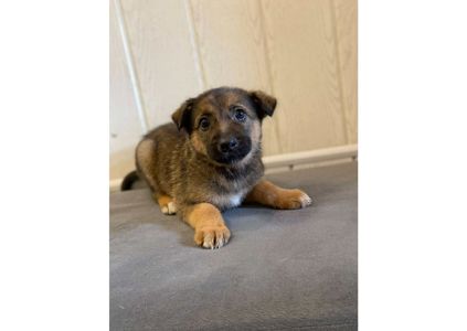 ❗Терміново, малятам зовсім нікуди йти, цей пост – останній шанс на прилаштування!