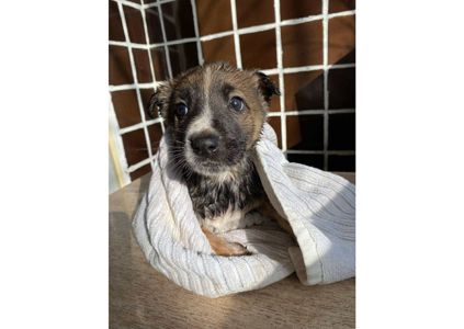 ❗Терміново, малятам зовсім нікуди йти, цей пост – останній шанс на прилаштування!