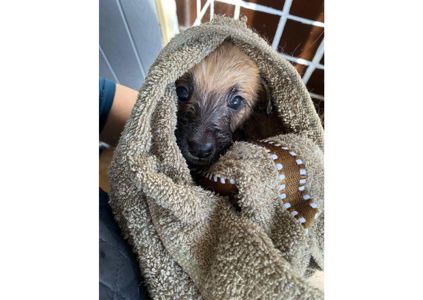 ❗Терміново, малятам зовсім нікуди йти, цей пост – останній шанс на прилаштування!