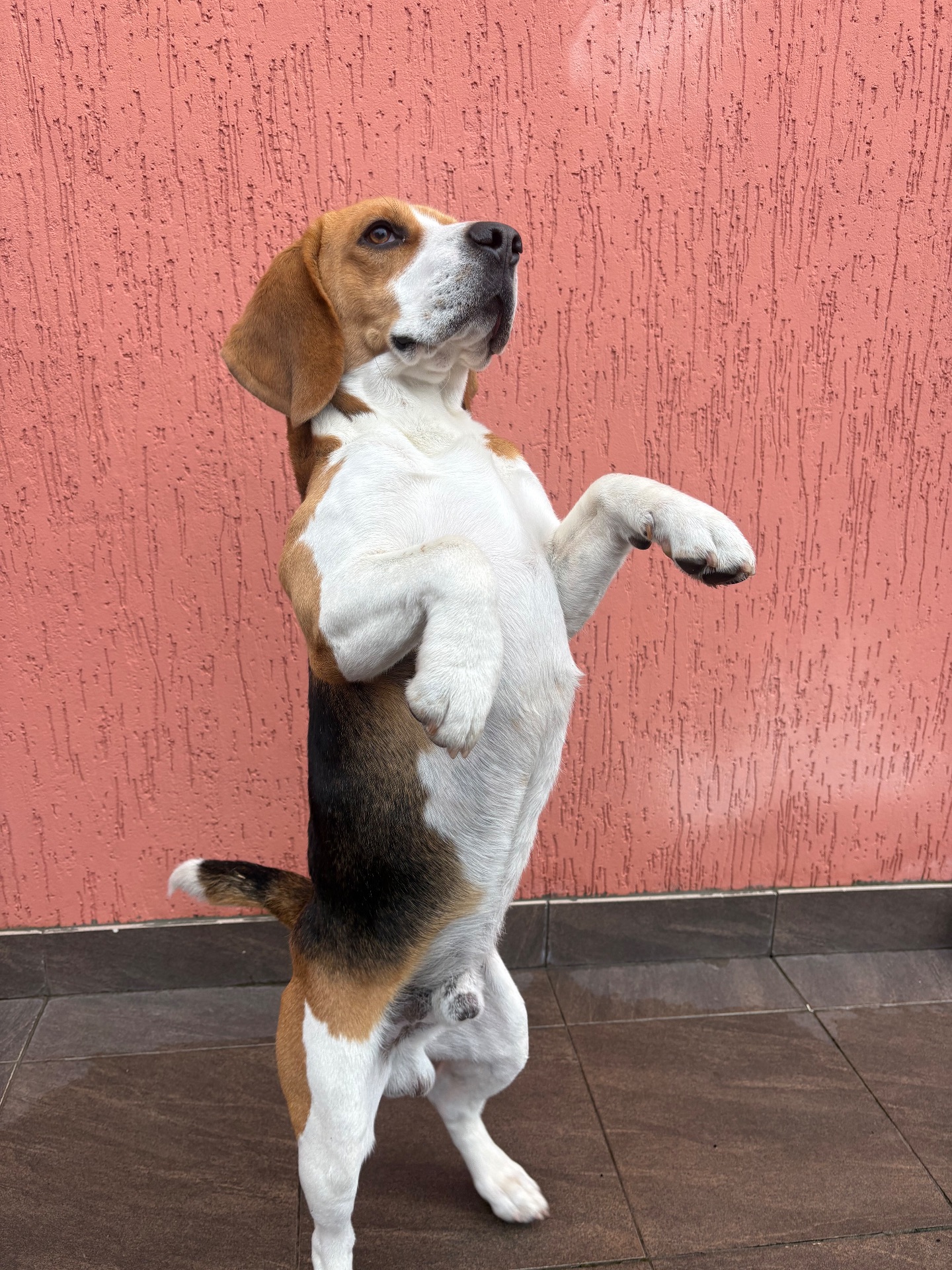 Бігль хлопчик