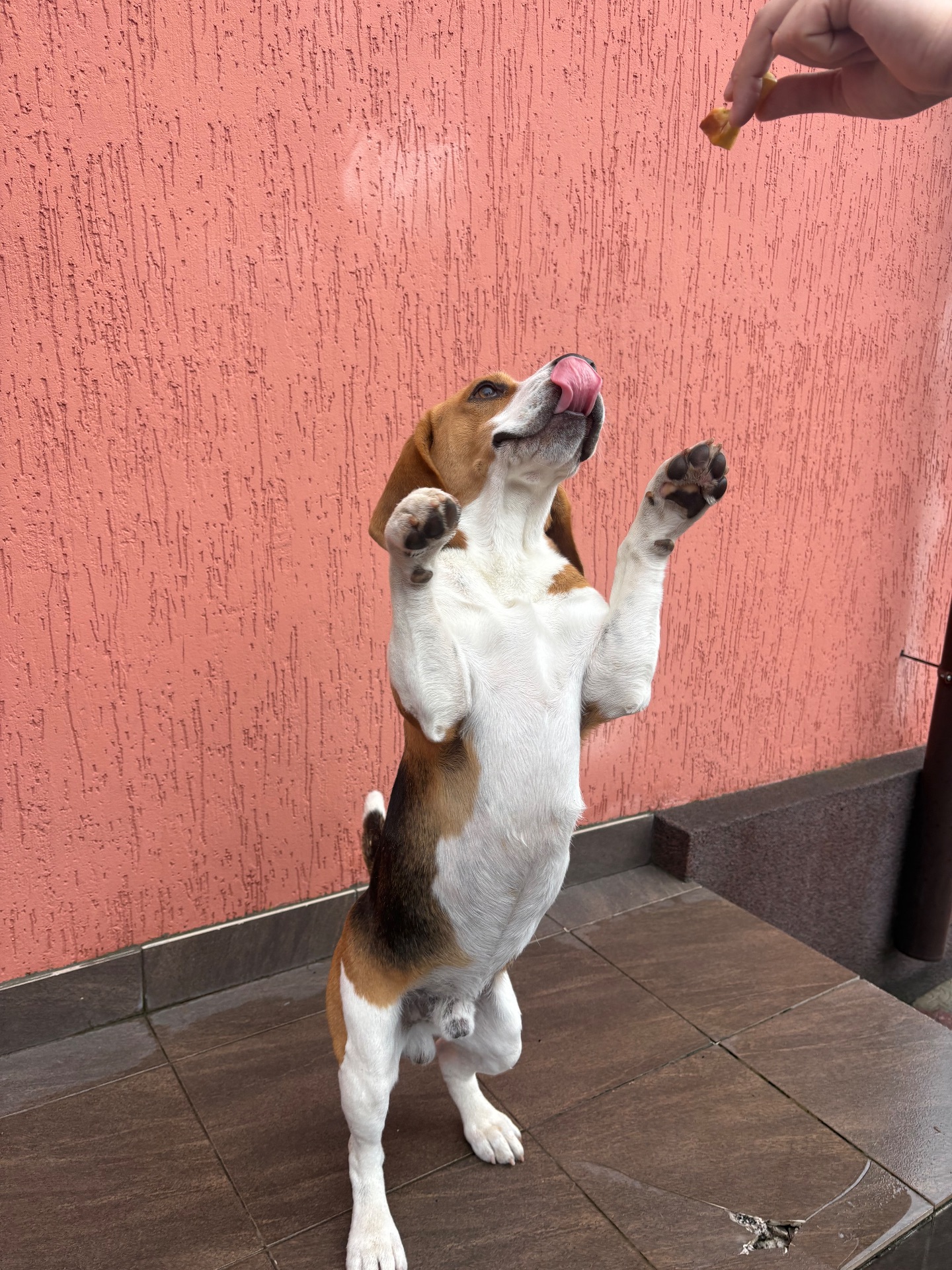 Бігль хлопчик