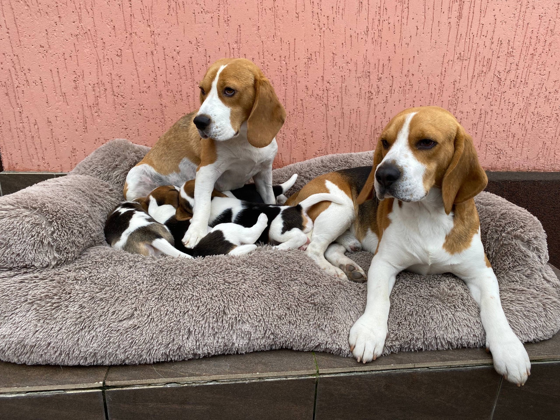 Цуценята біглі