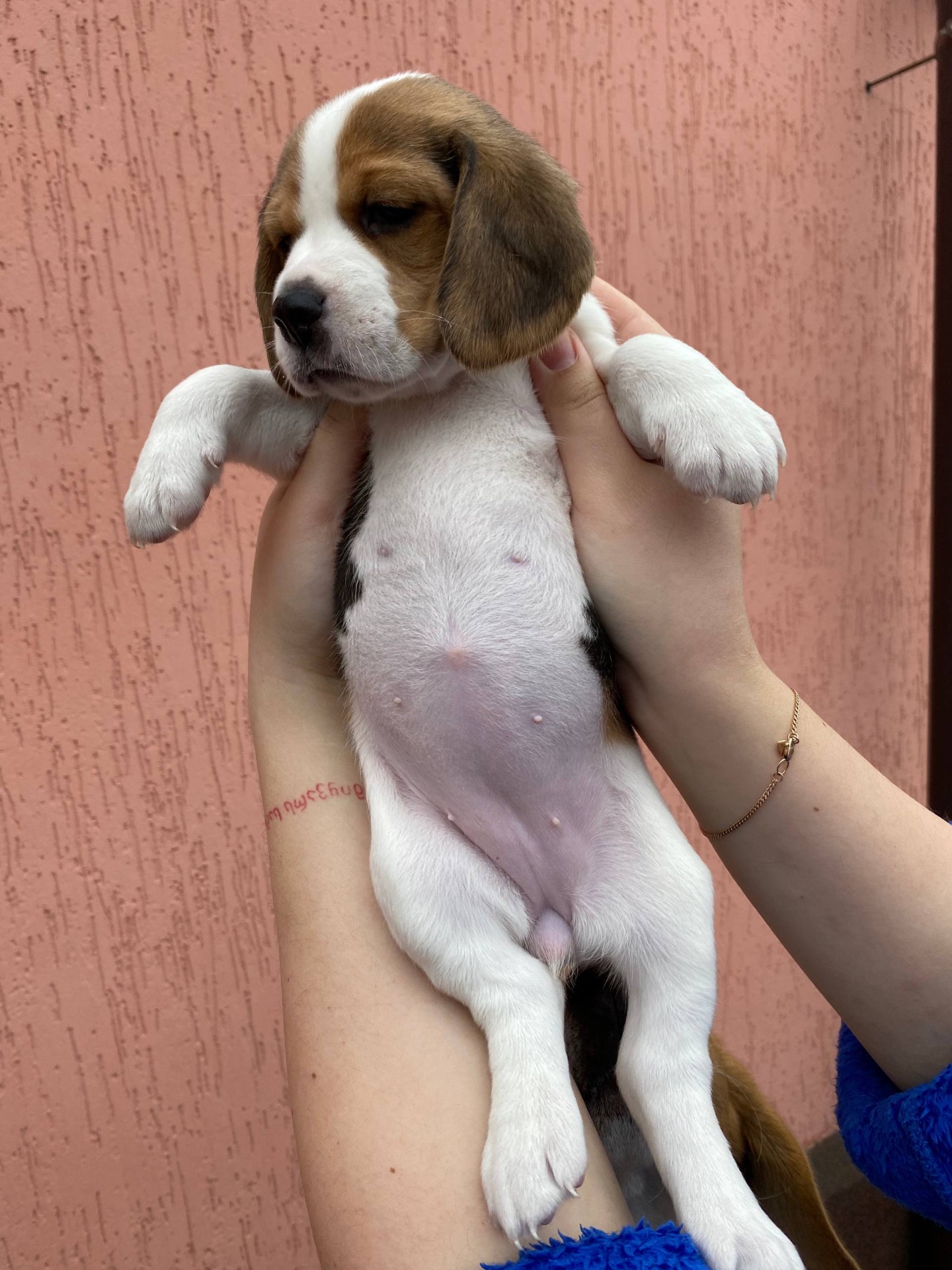 Цуценята біглі