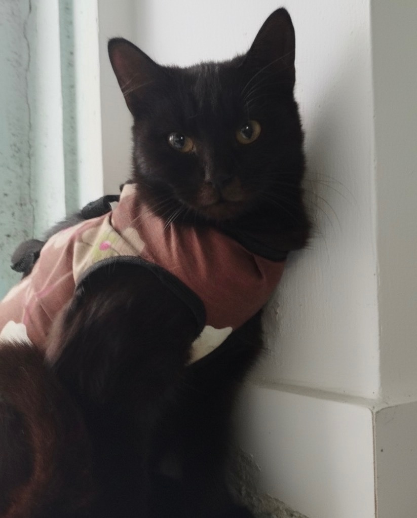 Бура киця шукає сімʼю