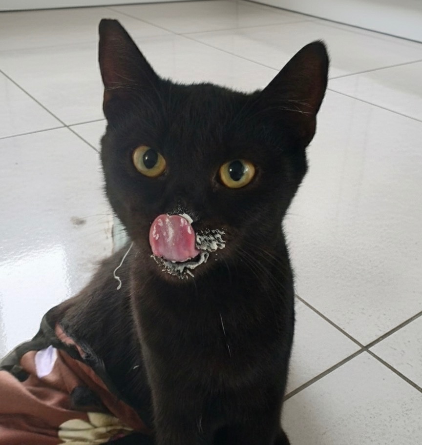 Бура киця шукає сімʼю