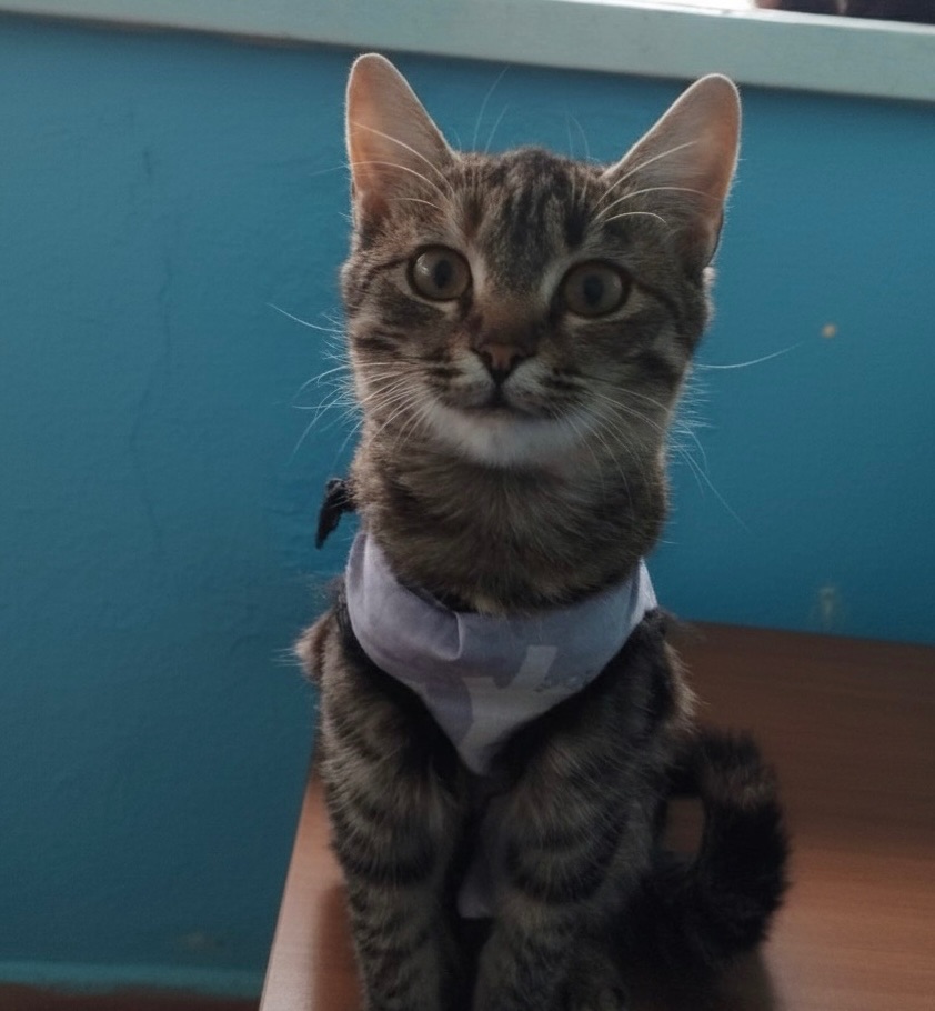 Срочно! Кошечка 5 месяцев ищет дом