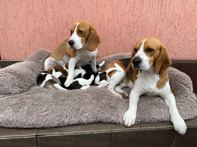 Цуценята біглі