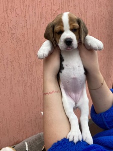 Цуценята біглі