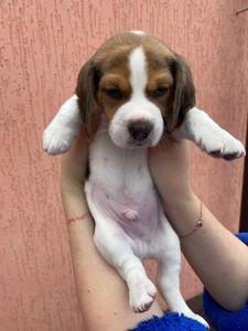 Цуценята біглі