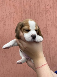 Цуценята біглі