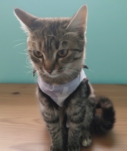 Срочно! Кошечка 5 месяцев ищет дом