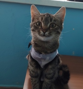 Срочно! Кошечка 5 месяцев ищет дом