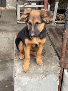 Цуценята німецької вівчарки