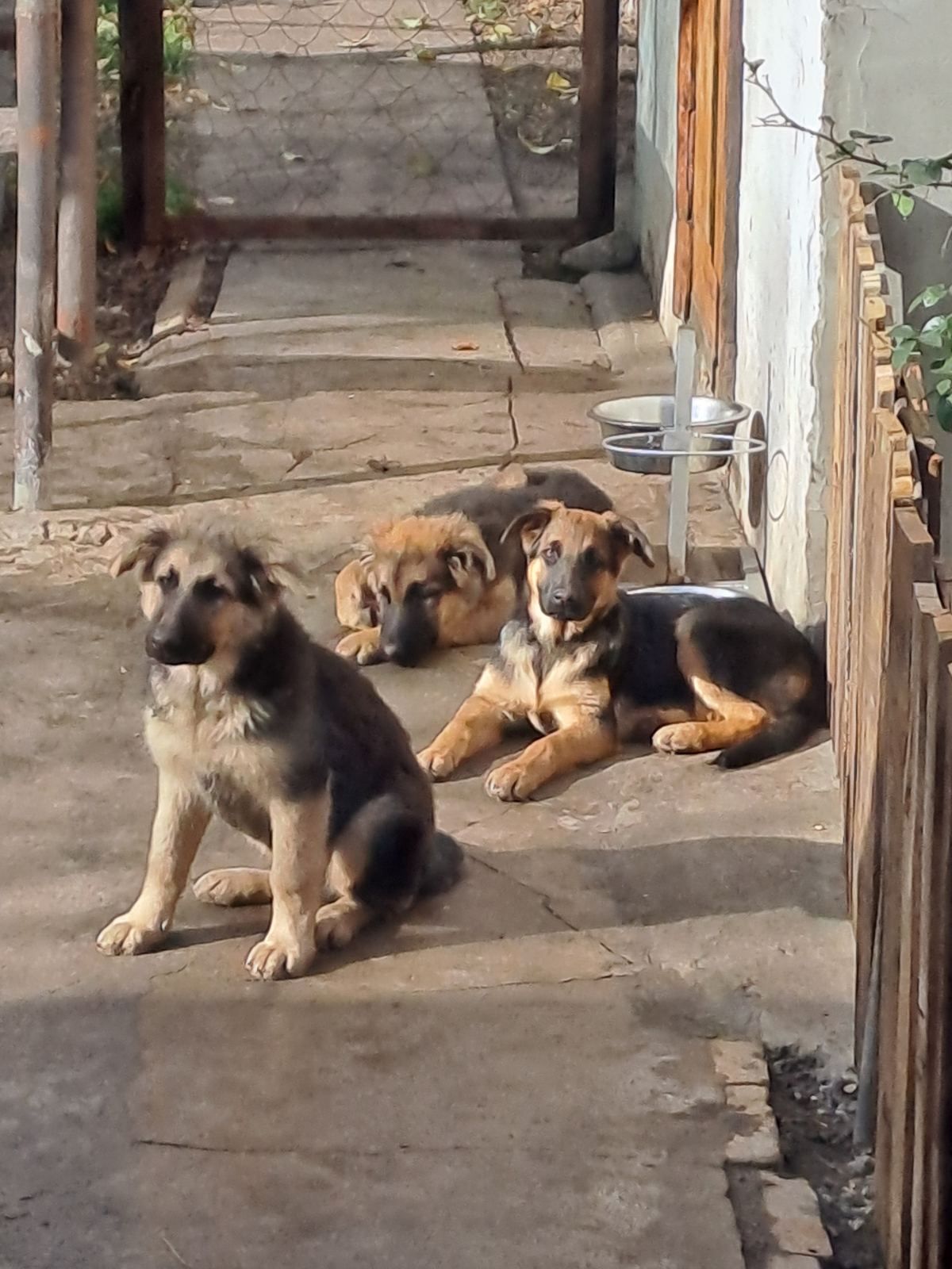 Цуценята німецької вівчарки