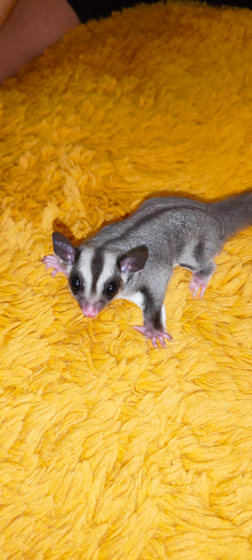 Цукровий поссум, летяга, екзотична сумчаста тварина