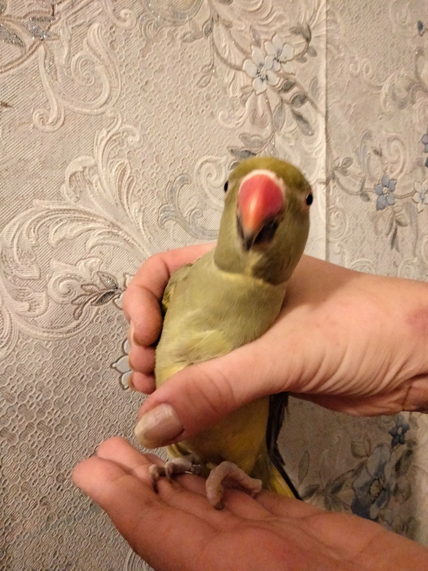 Продам ожерелового попугая