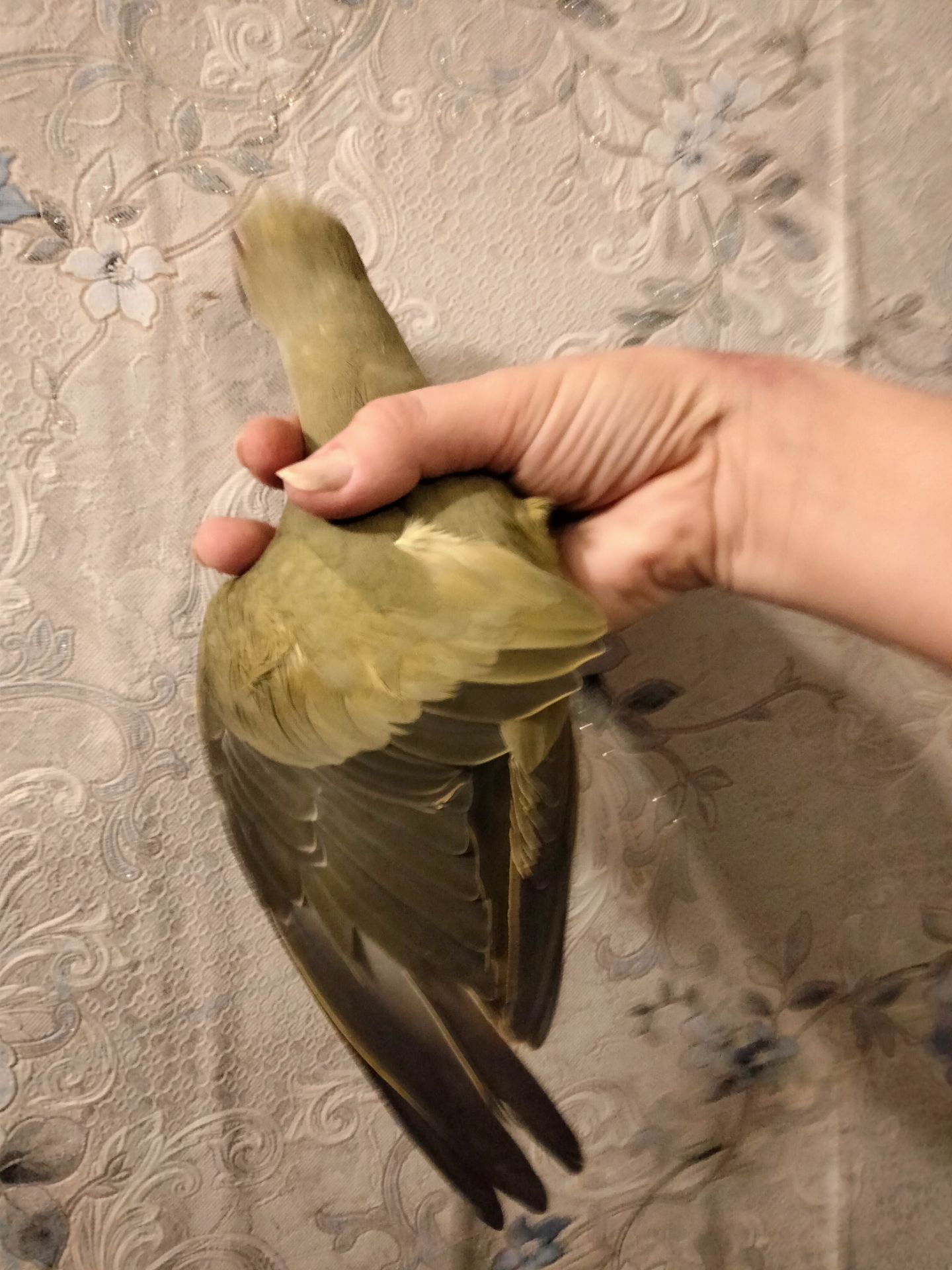 Продам ожерелового попугая