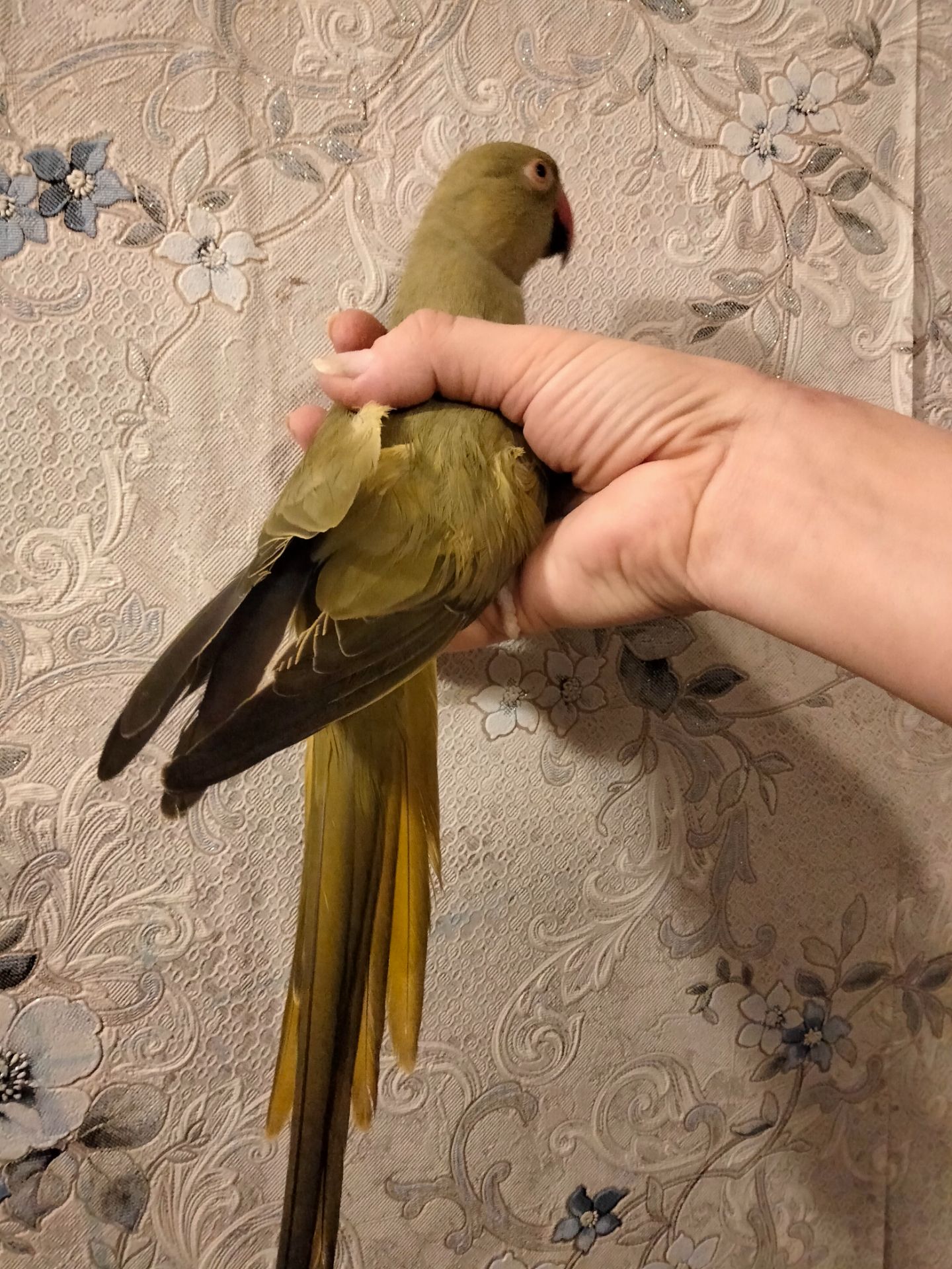 Продам ожерелового попугая