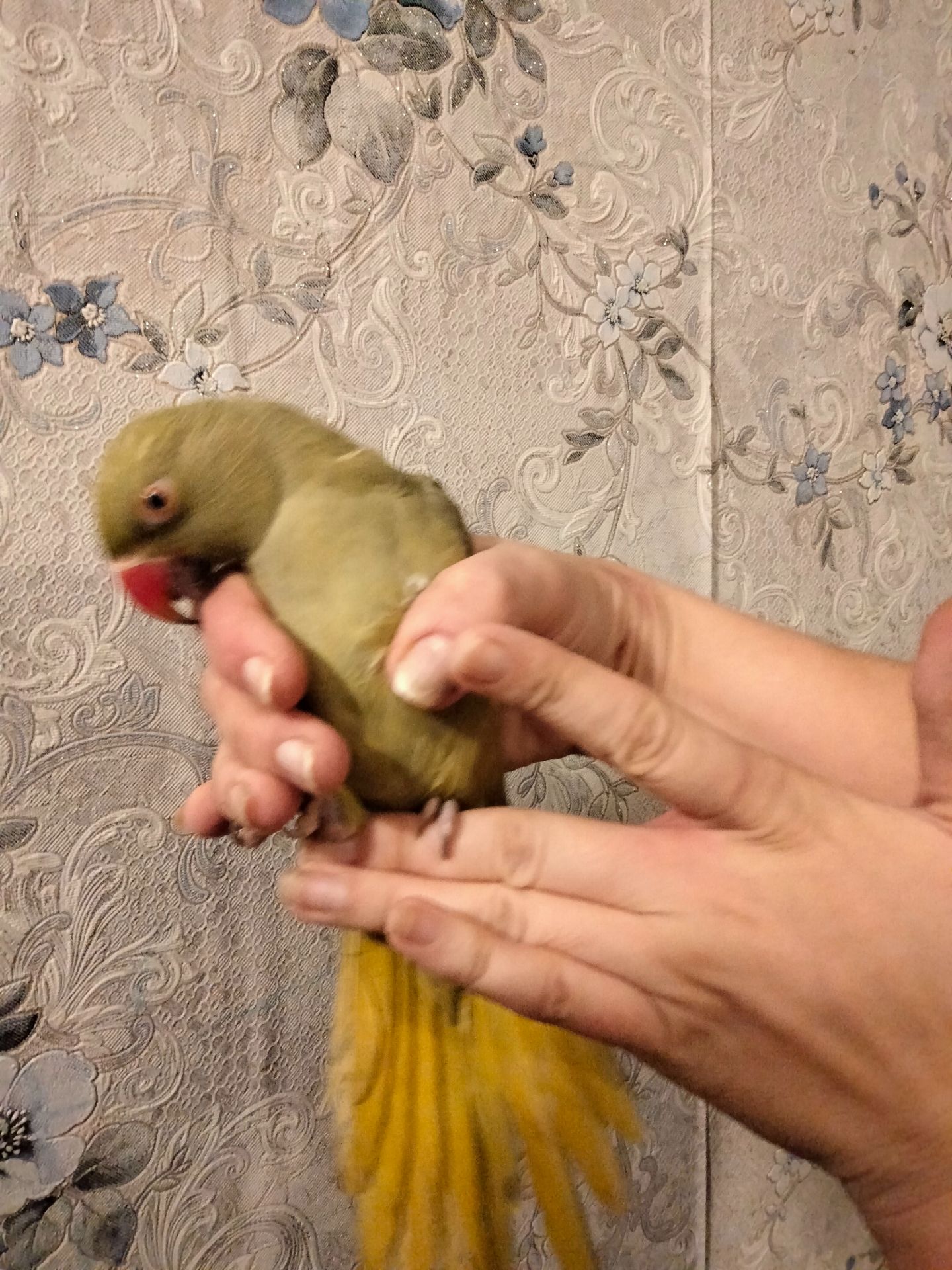 Продам ожерелового попугая