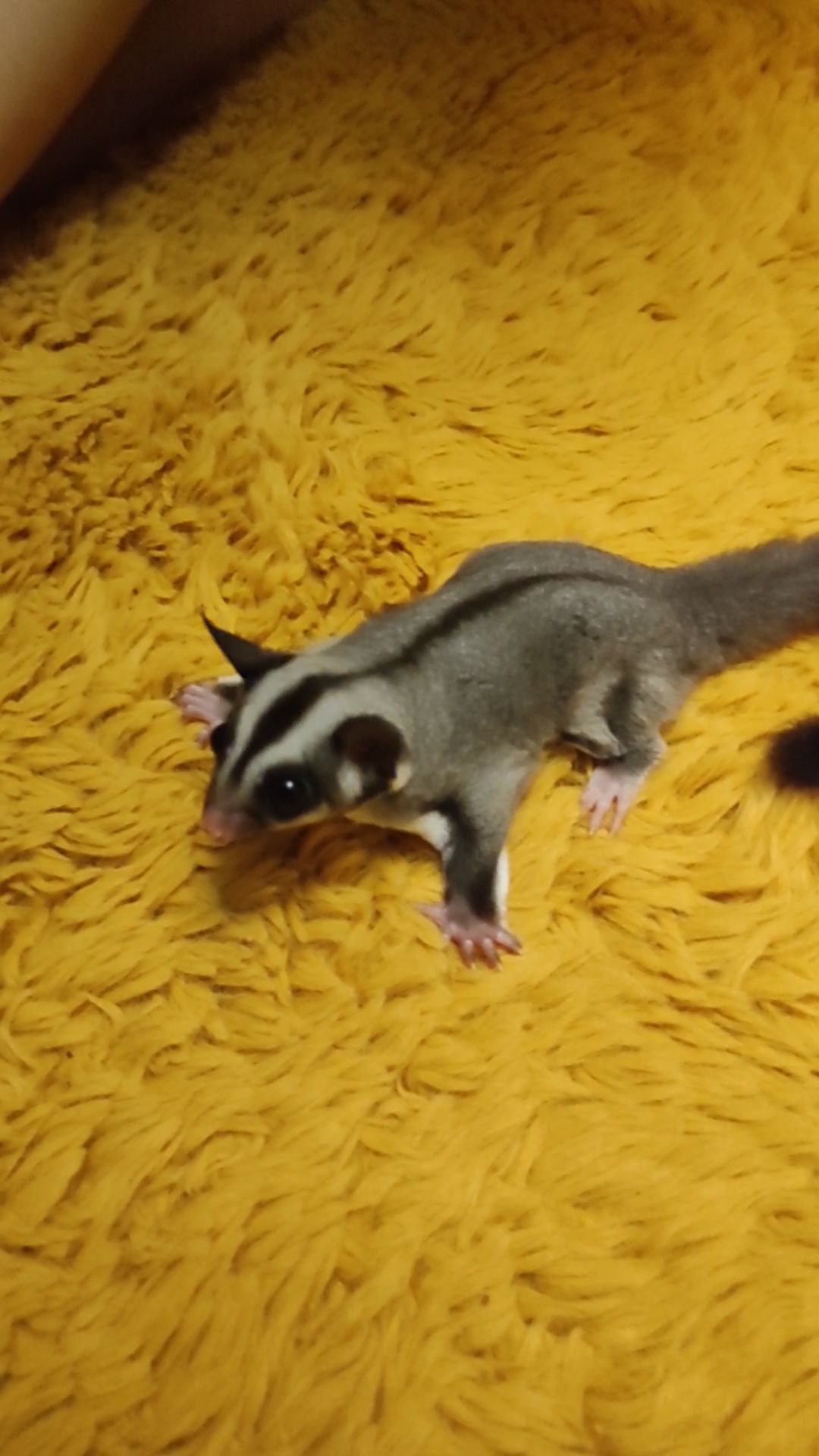 Цукровий поссум, летяга, екзотична сумчаста тварина