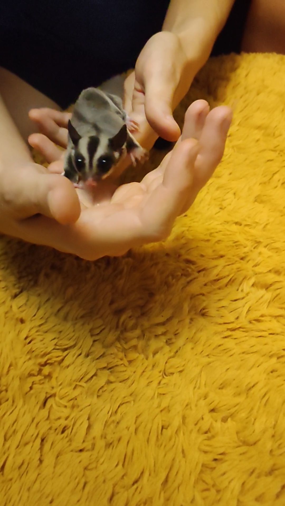 Цукровий поссум, летяга, екзотична сумчаста тварина