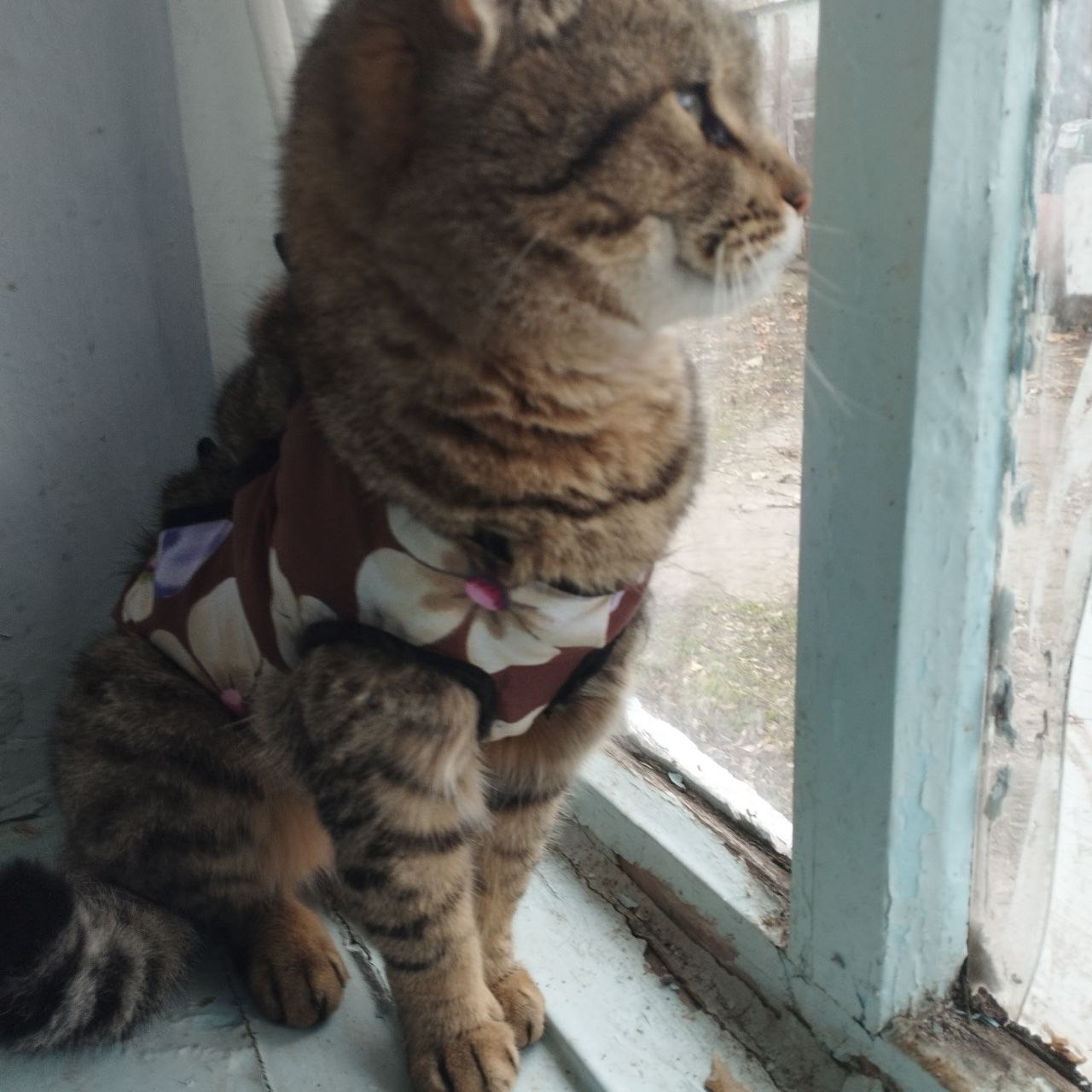 Терміново! кішечка залишилася одна після смерті бабусі