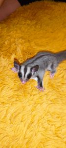Цукровий поссум, летяга, екзотична сумчаста тварина