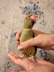 Продам ожерелового попугая