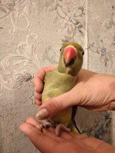 Продам ожерелового попугая