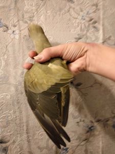 Продам ожерелового попугая