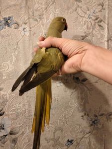 Продам ожерелового попугая