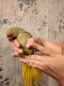 Продам ожерелового попугая