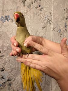 Продам ожерелового попугая