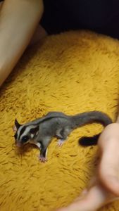 Цукровий поссум, летяга, екзотична сумчаста тварина