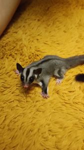 Цукровий поссум, летяга, екзотична сумчаста тварина