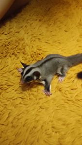 Цукровий поссум, летяга, екзотична сумчаста тварина