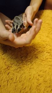 Цукровий поссум, летяга, екзотична сумчаста тварина