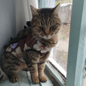 Терміново! кішечка залишилася одна після смерті бабусі