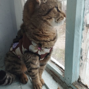 Терміново! кішечка залишилася одна після смерті бабусі