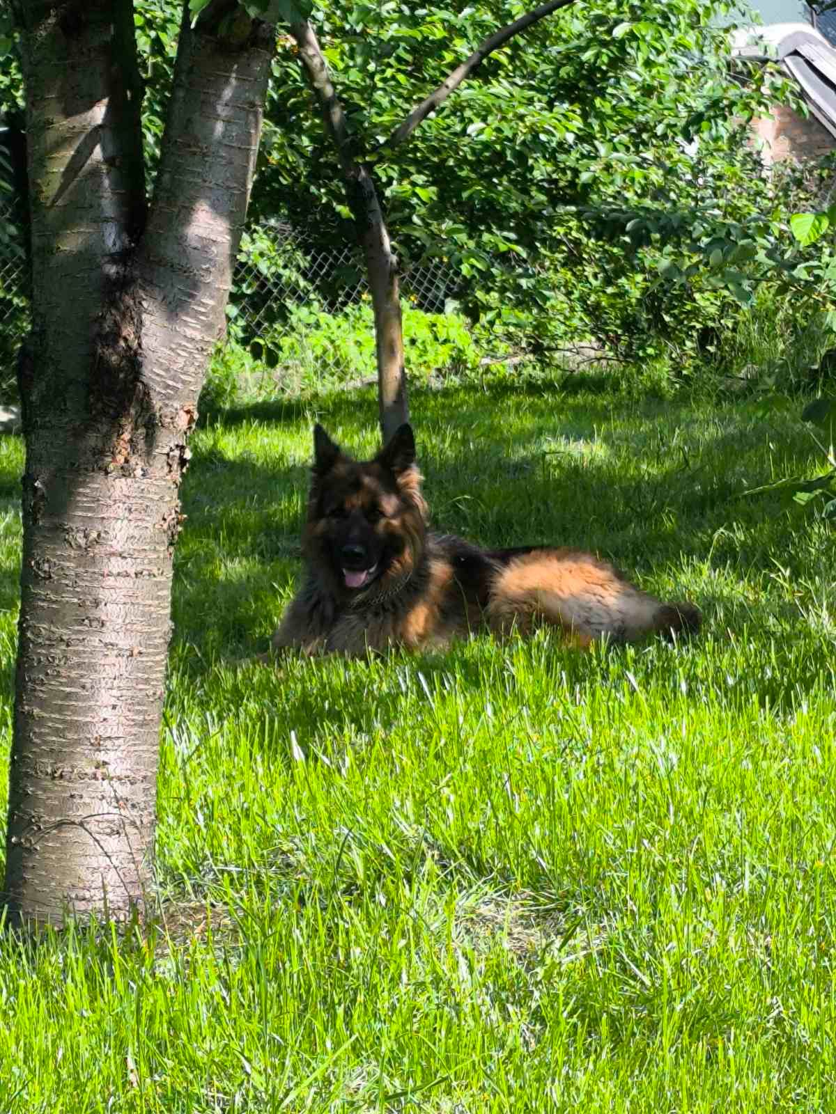 Цуценята німецької вівчарки