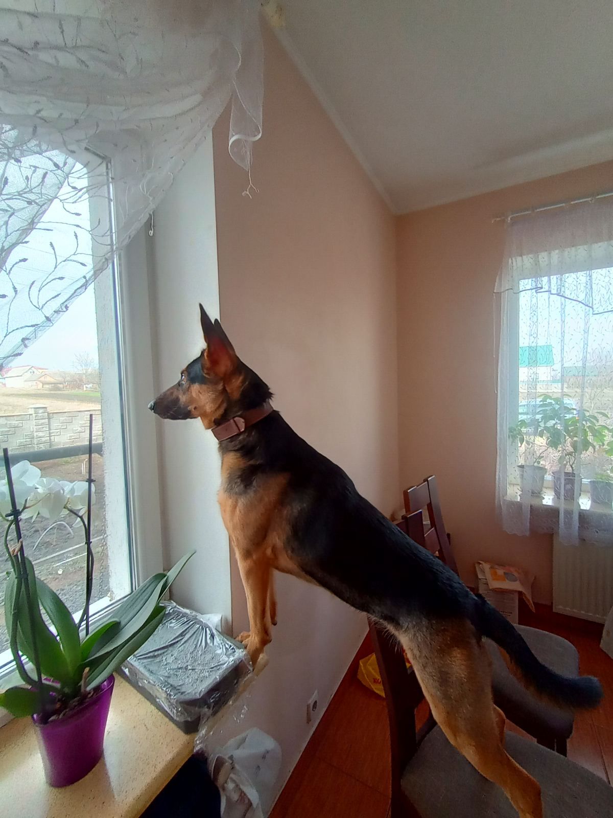 Цуценята німецької вівчарки