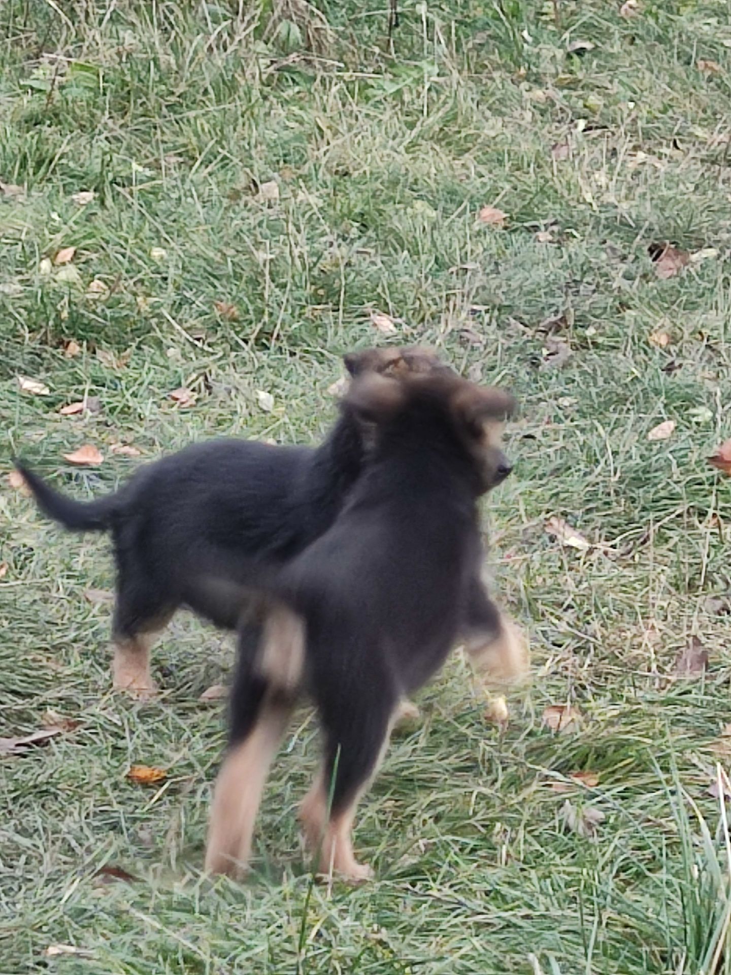 Цуценята німецької вівчарки