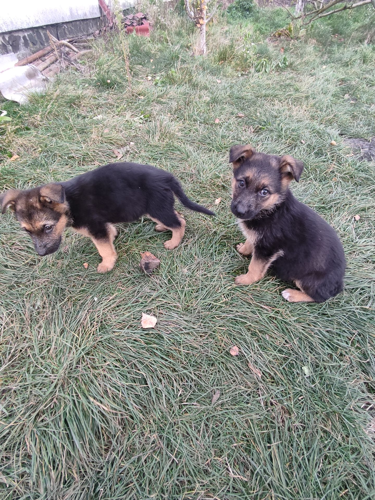 Цуценята німецької вівчарки