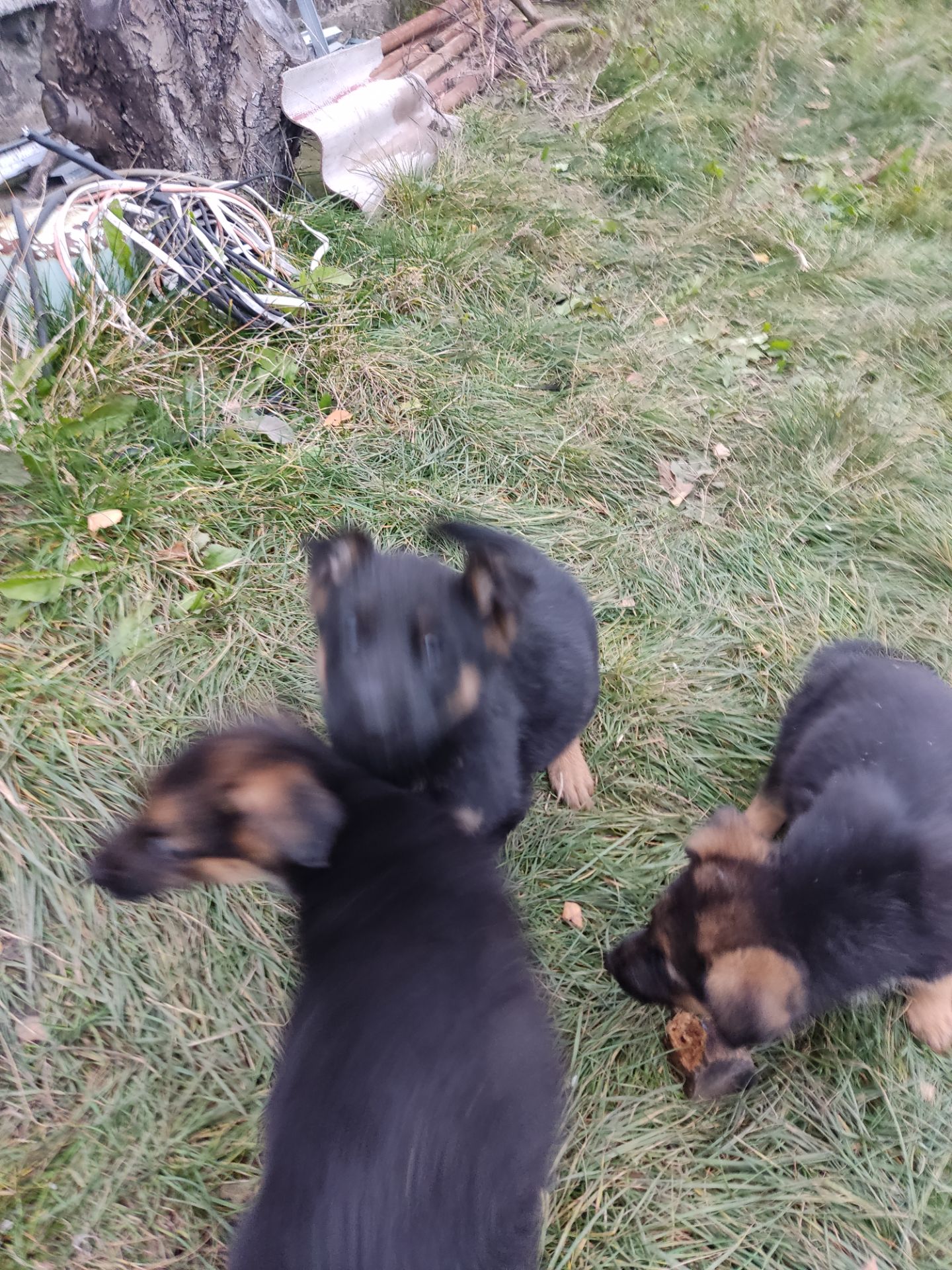 Цуценята німецької вівчарки