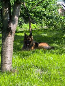 Цуценята німецької вівчарки