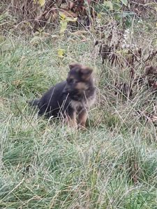 Цуценята німецької вівчарки