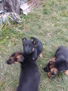 Цуценята німецької вівчарки